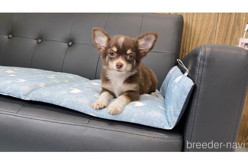 成約済の兵庫県のチワワ(ロングコート)-183481の5枚目